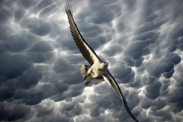 Eagle in de stormachtige lucht, Australië — Stockfoto