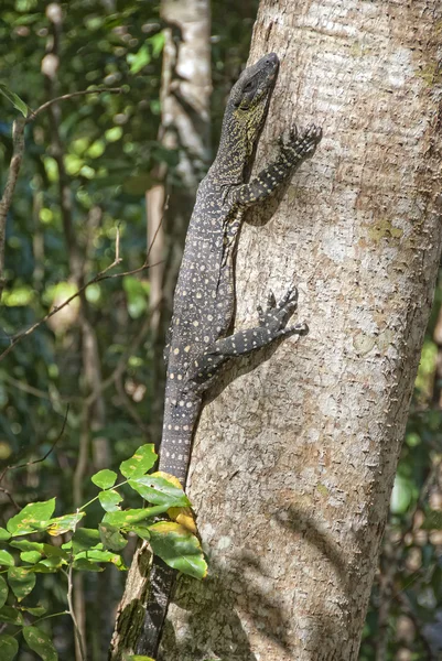 Monitorear lagarto en un árbol, Islas Whitsunday — Foto de Stock