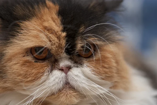 stock image Cat Expression, Italy