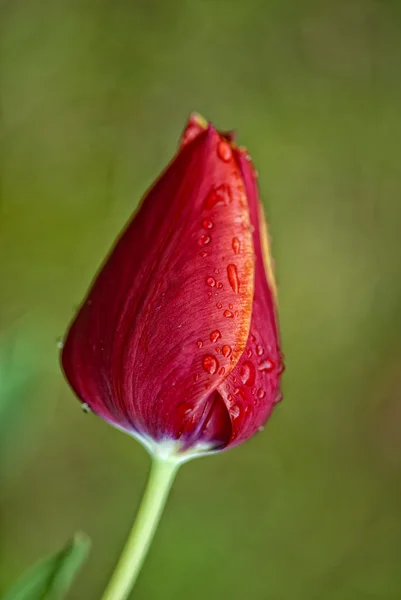 Fechado Tulipa Vermelha Jardim Toscano Itália — Fotografia de Stock
