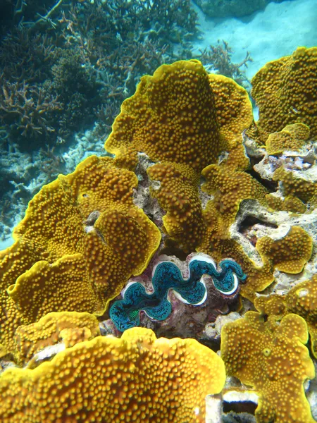 Scena subacquea di grande barriera corallina — Foto Stock