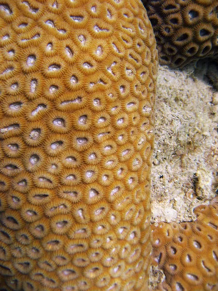 Vida submarina de la Gran Barrera de Coral — Foto de Stock