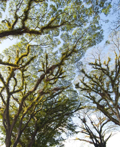 Textures des arbres barbus Mossman, Australie — Photo