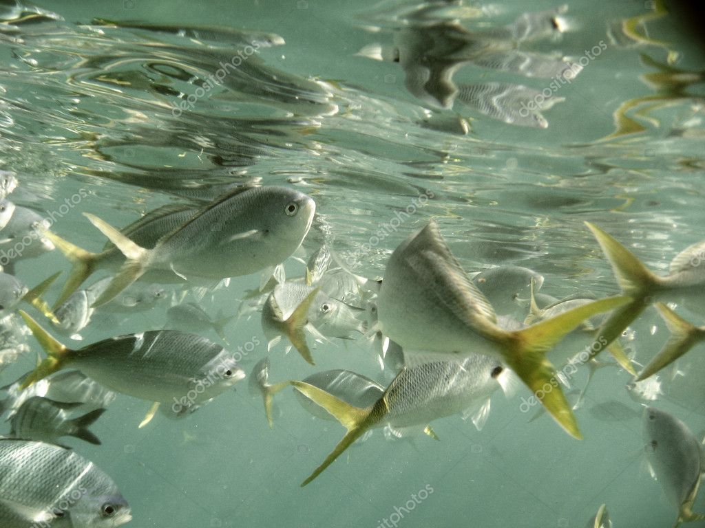 Marine Life under Great Barrier Reef — Stock Photo © jovannig #5190480