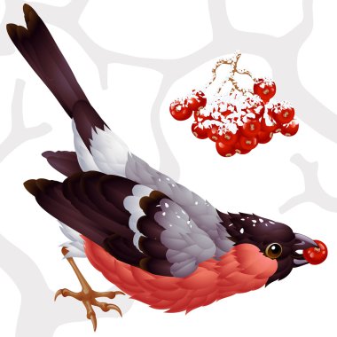 Bullfinch and ashberry clipart