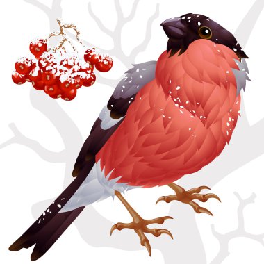 Vector bullfinch and ashberry clipart