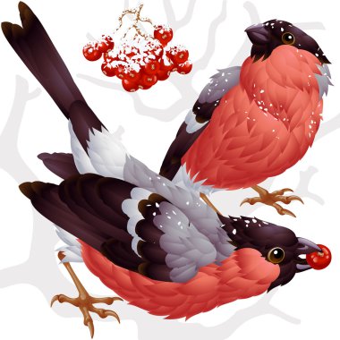 Bullfinch and ashberry clipart