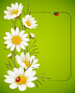 Camomile frame clipart