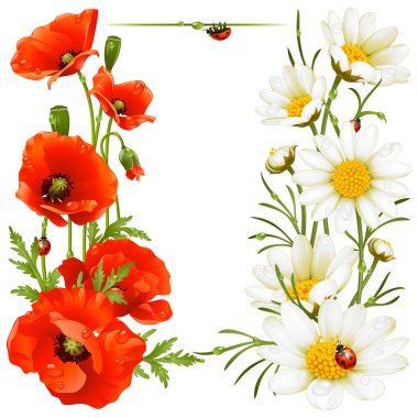 Poppy and Camomile design elements clipart