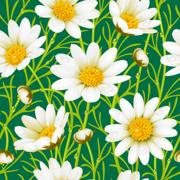 Flowers Camomile seamless background — Stock Vector