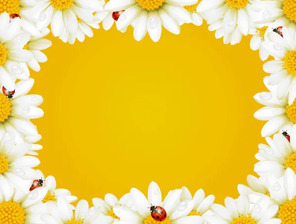 Flowers Camomile frame — Stock Vector
