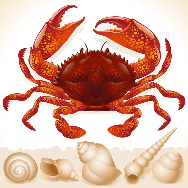 Rote Krabbe — Stockvektor