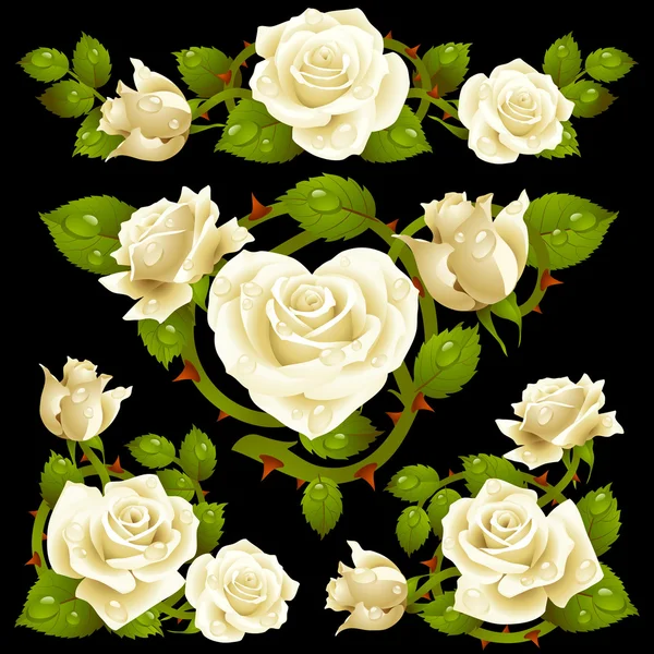 Designelemente der weißen Rose — Stockvektor