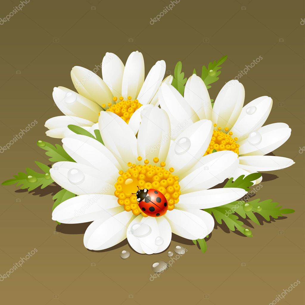 Camomile floral ornament. Flowers fresh background.