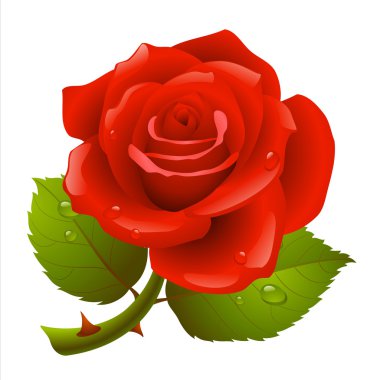 Red rose clipart