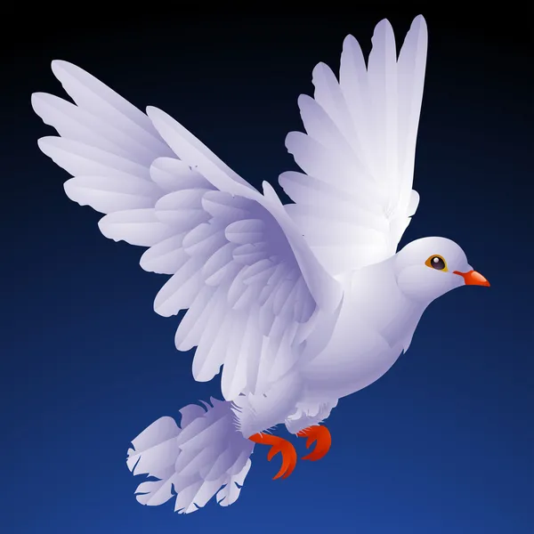 흰색 비둘기 — 스톡 벡터