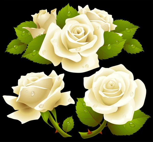 Set de rosas blancas — Vector de stock