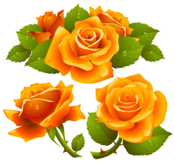 Πορτοκαλί τριαντάφυλλα σύνολο — Διανυσματικό Αρχείο