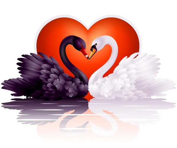 Två graciösa svanar i kärlek — Stock vektor