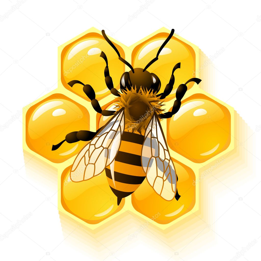 Bee on honeycombs background vector illustration