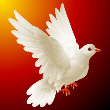 Vector white dove clipart