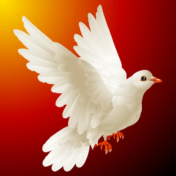 Vector white dove — Stock Vector