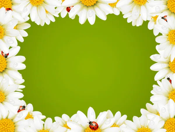 Camomila Floral Frame — Vetor de Stock