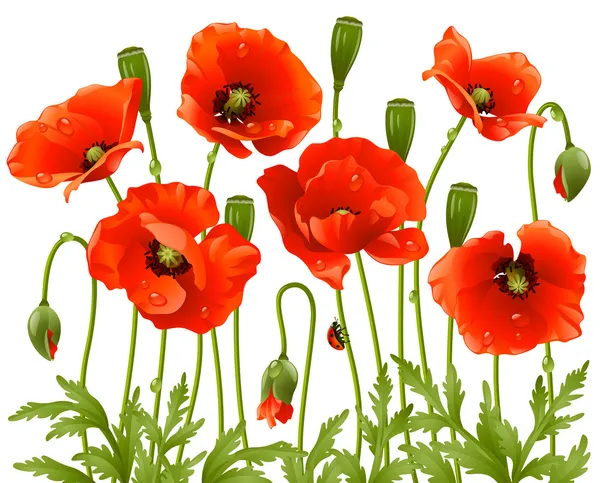 Flores de primavera: amapola — Vector de stock