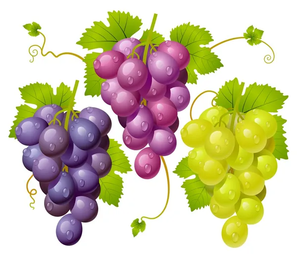 Tres racimos de uvas — Vector de stock