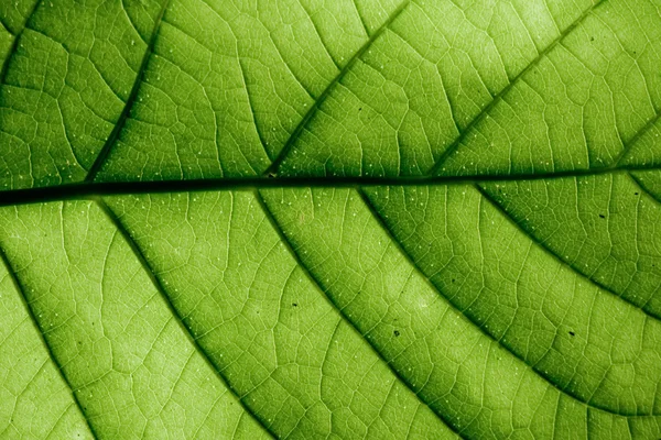 Листок зеленій — стокове фото
