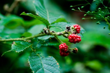 Kırmızı böğürtlen yaprakları ve dikenler. Rubus rosifolius - Gülgiller.