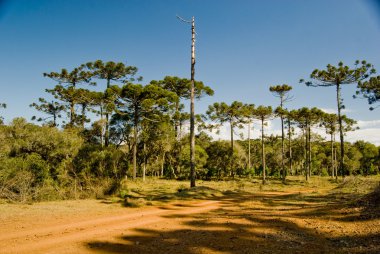 Araucaria Pine Tree clipart