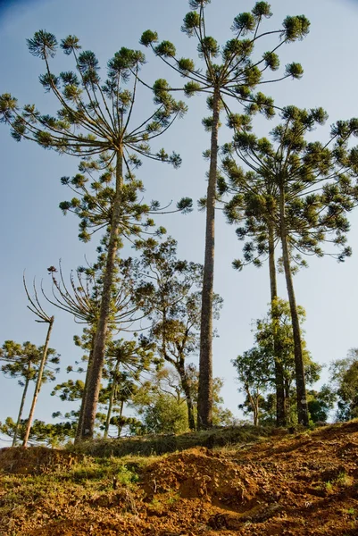 ナンヨウスギ属の松の木 — ストック写真