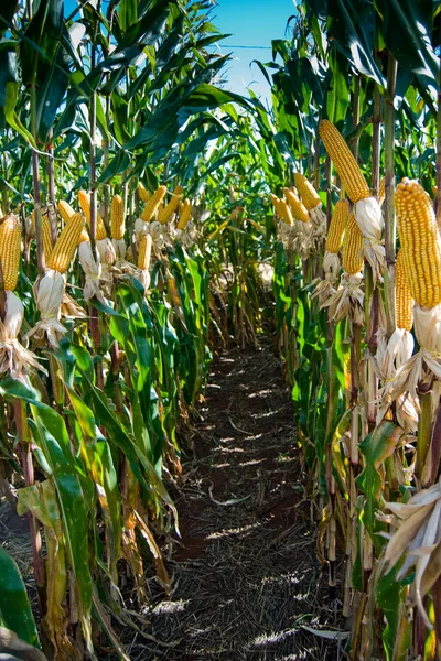 Kukorica termés — Stock Fotó