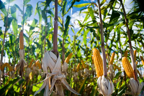 Uprawa kukurydzy Obrazek Stockowy