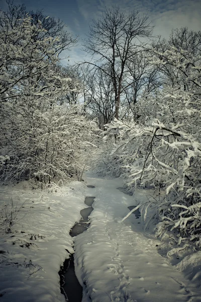 stock image Winter forest in snow