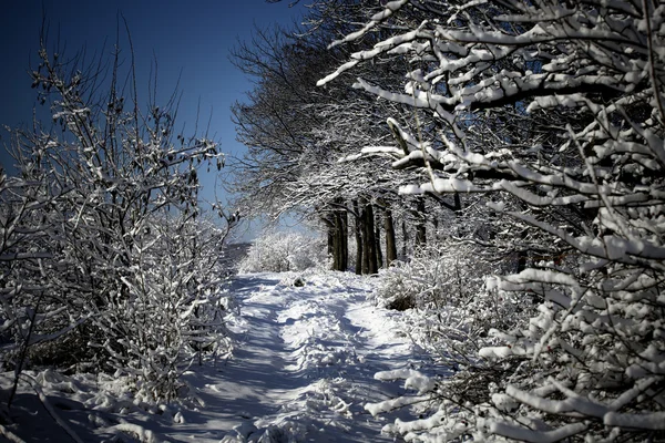 Bosque de invierno en la nieve — Foto de Stock
