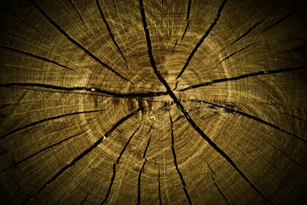 Struttura tronco d'albero — Foto Stock