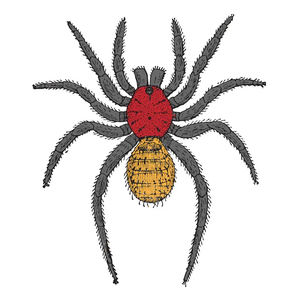 Dibujos animados Spider — Archivo Imágenes Vectoriales