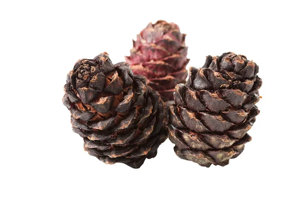 stock image Pine cone