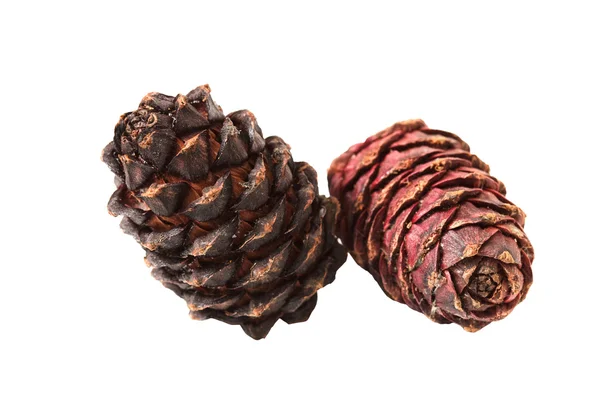 Pine cone on a white background — Stock Photo, Image