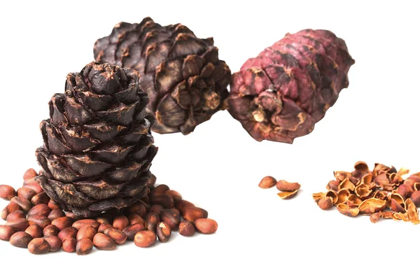 stock image Pine cone on a white background