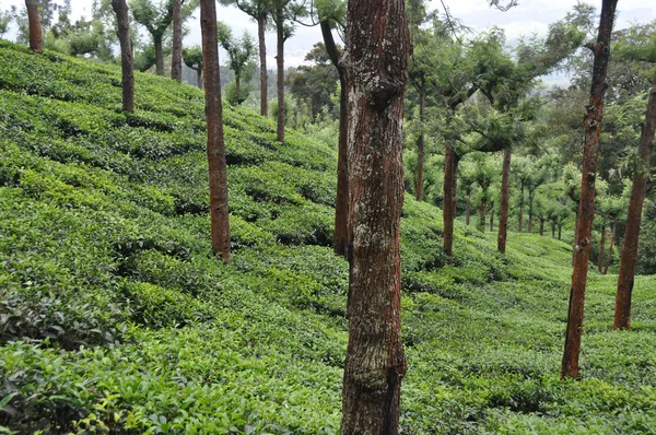 Τσάι grdens Νότια Ινδία — Φωτογραφία Αρχείου