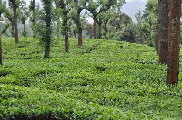 Tea Grdens South India — Stock Photo, Image
