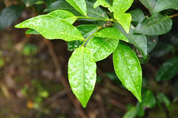 Blätter aus Tee grden Südindien — Stockfoto