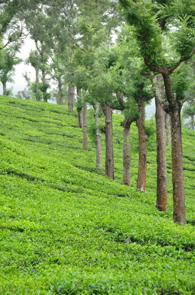Tea Grden South India — Stock Photo, Image