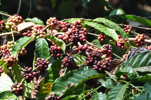 Кофе робуста растений — стоковое фото