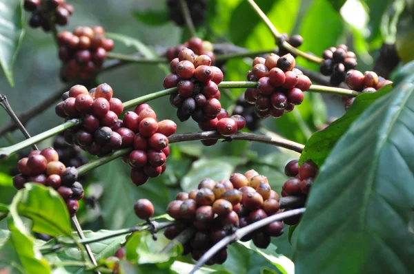 Robusta Coffee Plants — Stock Photo, Image