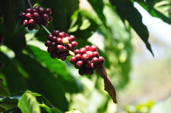 Plantas de café Robusta — Foto de Stock