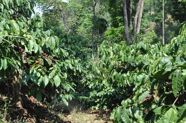 ロブスタ コーヒー生豆の植物 — ストック写真